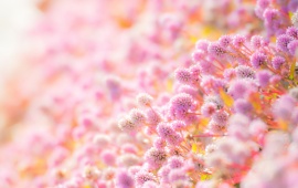 Mini Pink Beautiful Flowers