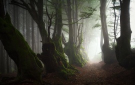Misty Day In An Old Forest