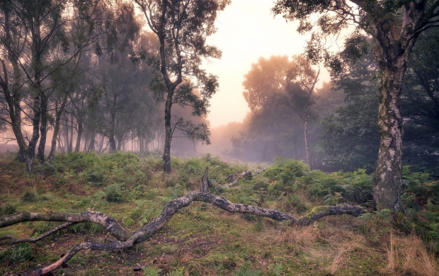 Misty Forest (click to view)