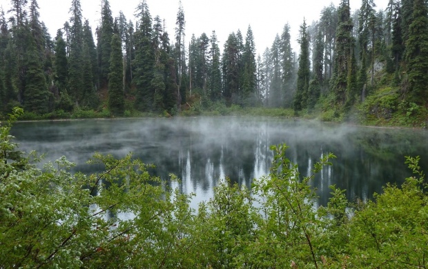 Misty Forest Lake