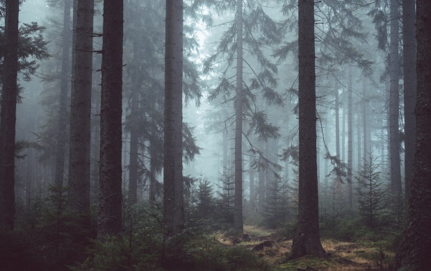 Misty Forest Trees