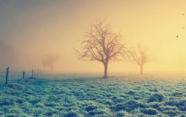 Misty Morning And Tree (click to view)