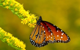 Monarch Butterflies On Flowers