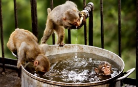 Monkeys In Water
