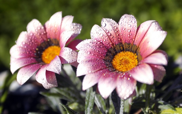 Morning Dew Flowers (click to view)