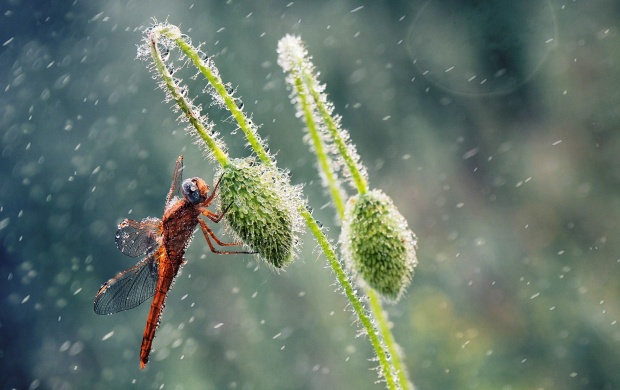 Morning Dragonfly Macro (click to view)