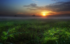 Morning Mist On The Field