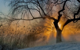 Morning Sun Fog And Tree