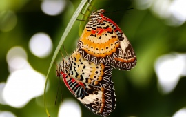 Moths Butterflies