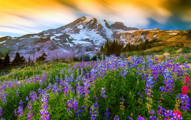 Mount Rainier National Park Washington (click to view)