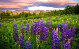 Mountains Purple Flowers