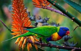 Multi-Color Parrot