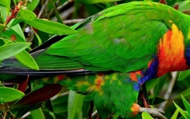Multicolor Lorikeet  Parrot