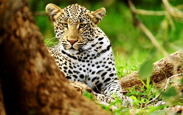 Muzzle Leopard