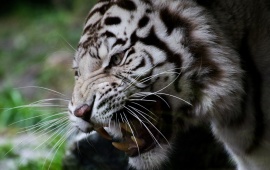 Muzzle White Tiger