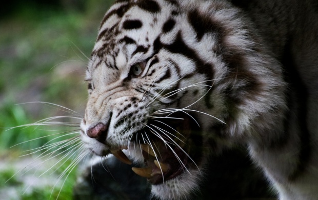 Muzzle White Tiger (click to view)