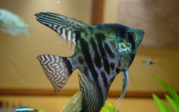 My Fish (click to view)