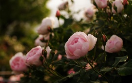 Natural Pink Roses