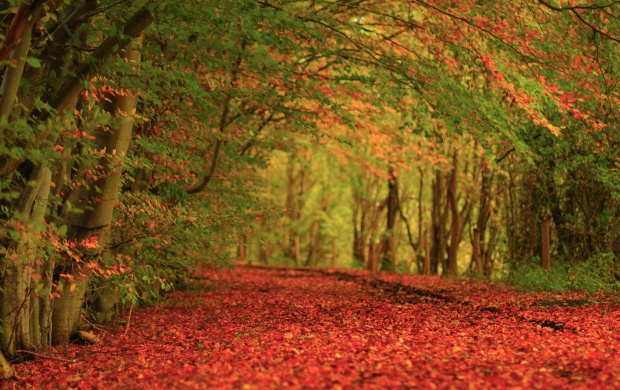 Nature Autumn Foliage Carpet