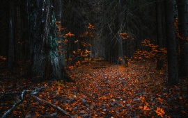 Nature Autumn Forest