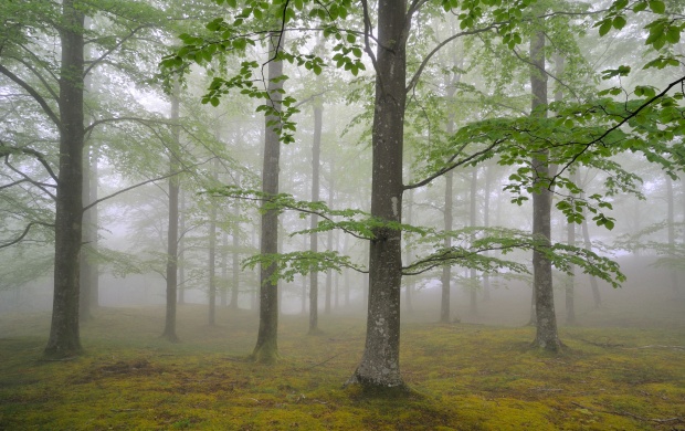 Nature Forest Foliage And Fog