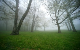 Nature Green Foggy Forest