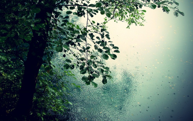 Nature in Rain (click to view)