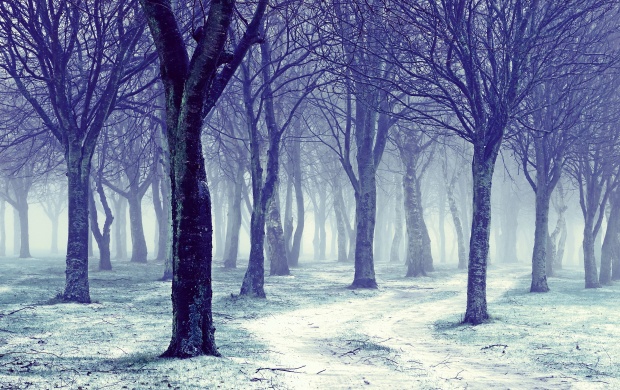 Nature Snowy Winter Forest Trees