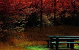 Nature With Bench