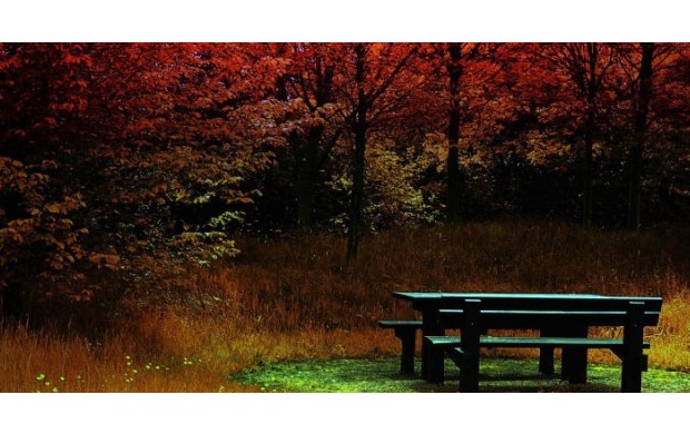 Nature With Bench (click to view)