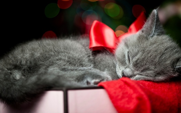 New Year Christmas Cat (click to view)
