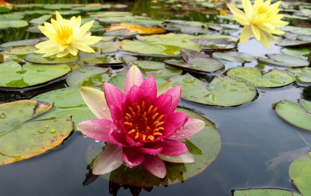 Nice pink water lilly
