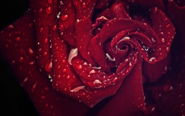 Night Rain Rose