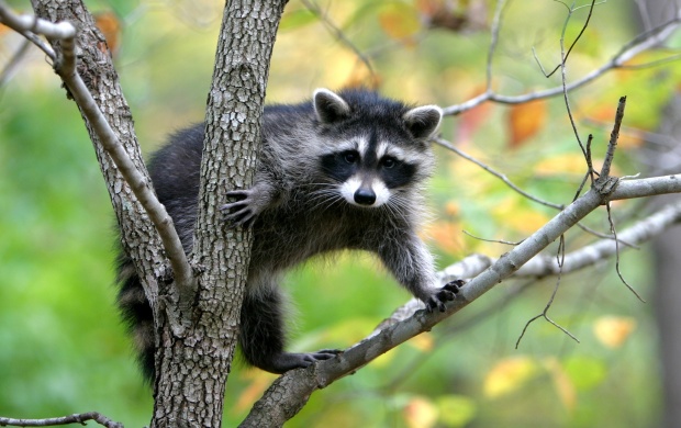 North American raccoon (click to view)