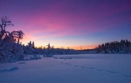 Norway Winter Snow Sunset Trees