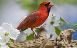 Ohio Bird Cardinal