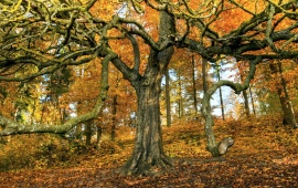 Old Autumn Tree