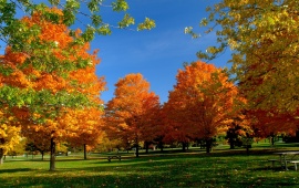 Orange Autumn Trees from a Park