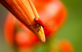 Orange Bud Insect