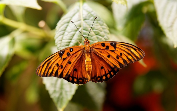 Orange Butterfly Insects (click to view)