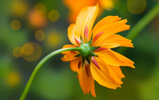 Orange Daisy (click to view)