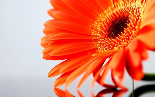 Orange Daisy Flower (click to view)