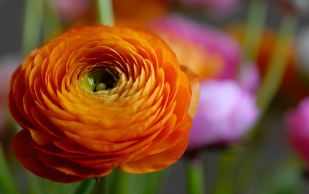 Orange Flower Macro (click to view)
