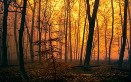 Orange Forest Mist