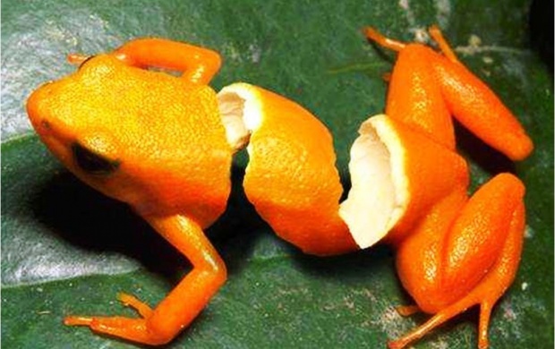 Orange Frog (click to view)