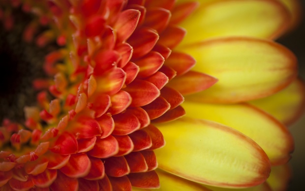 Orange Gerbera Petals Flower (click to view)