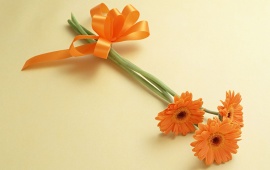 Orange Gerberas Flowers