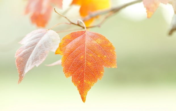 Orange Leaf (click to view)