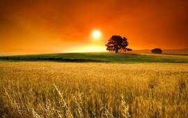 Orange Sunset Above Corn Field