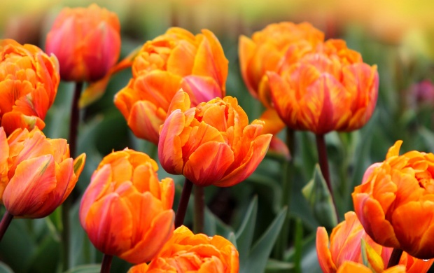 Orange Tulips Flowers Spring (click to view)